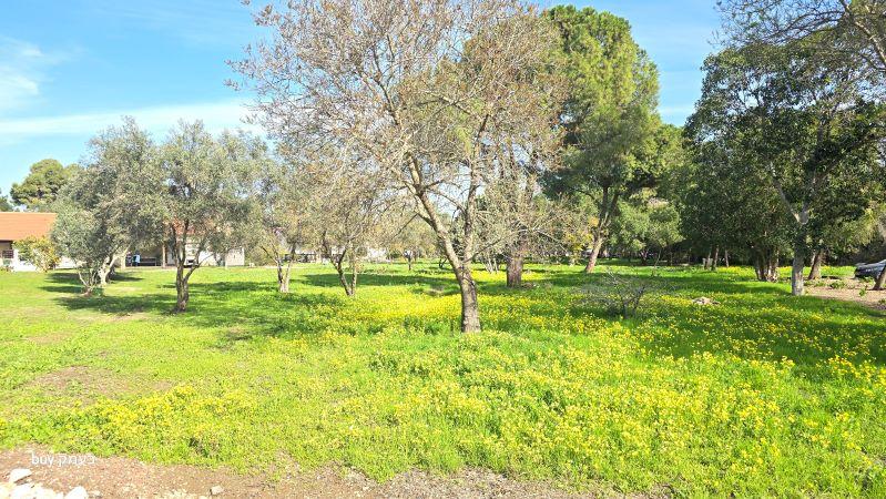 Ramat David, 